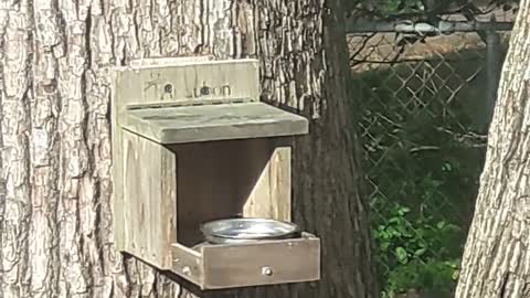 Backyard Titmice v.1