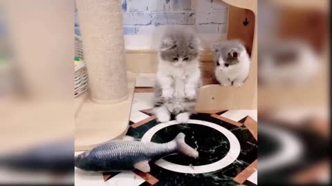 Baby Cats - Cute and Funny Cat Videos Compilation.