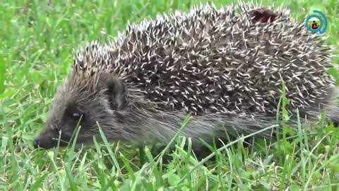 Adorable Hedgehog Looking For Food