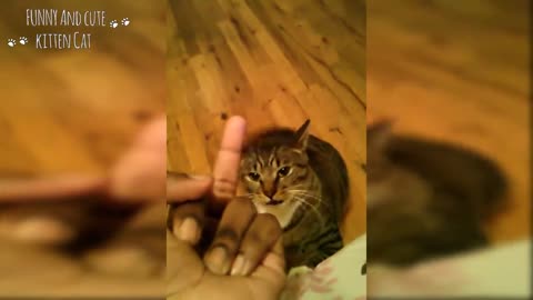 Cats Hate Being Flipped Off - Funny Angry Cat Reaction to Middle Finger Com | Cat's life part 2