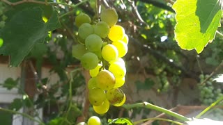 Grapes of Cyprus