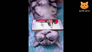 NEW ~ Crazy Funny Kitties & Other Funny Pets - Try Not To Laugh #5