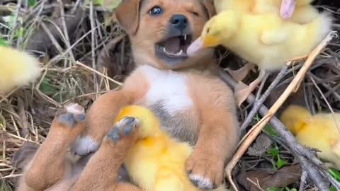 "Biting off More Than It Can 'Quack!' - When a Brave Little Duck Takes on a Dog's Tongue!" 🦆🐶