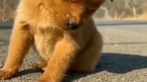 funny dog make you laugh