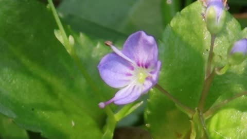 American Brooklime