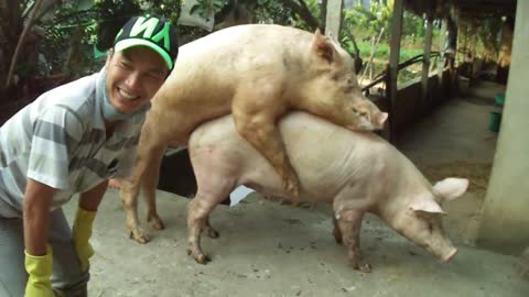 Funny pig mating | Animals & Pets