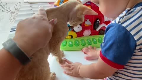 Cat and babie are best friend