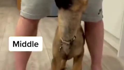 Trained German shepherd dog reacts to his owner so accurately