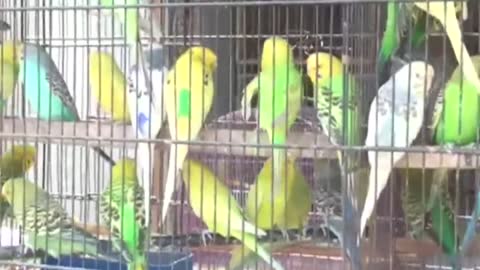 Beautiful parrots with their amazing voices