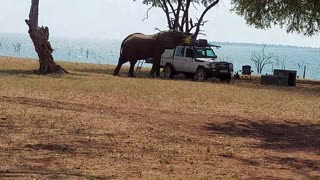 Elephant Attack Matusadona National Park, Zimbabwe