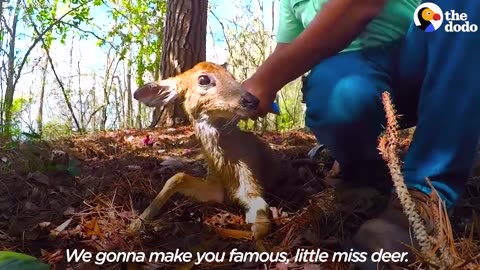Drowning Baby Deer Saved by Awesome Guy | The Dodo