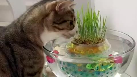 Funny Cat Drinking Water💦 😁😜🤪😂 try to eating fish🐠🐋