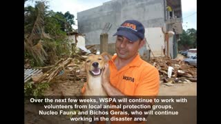 WSPA Animal Disaster Relief in Action Brazil 2012(1)