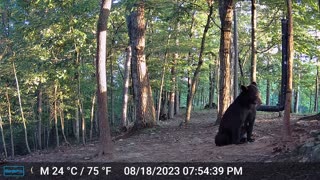 The Woods – 08/19/2023 Bear