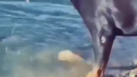 Rottweiler dog attacking fish aggressive way