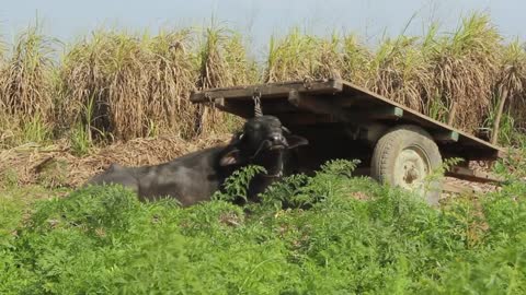 He is now trying to start an ecologically minded commune on a farm