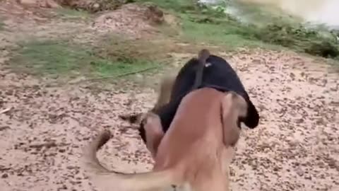 Dog funny animal🙊beautifull video