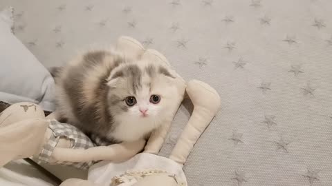 Cute baby cat playing