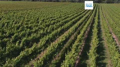 How are Belgian vineyards adapting to climate change?