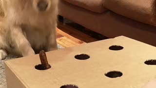 Golden Retriever Bamboozled by Sausage Game