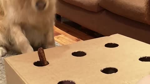 Golden Retriever Bamboozled by Sausage Game