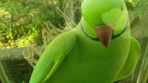 A Green Parrot Perched On A Glass Window Ledge