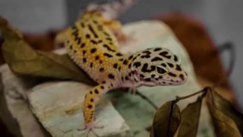 Attempts to smuggle rare cheetah lizards worth millions fail