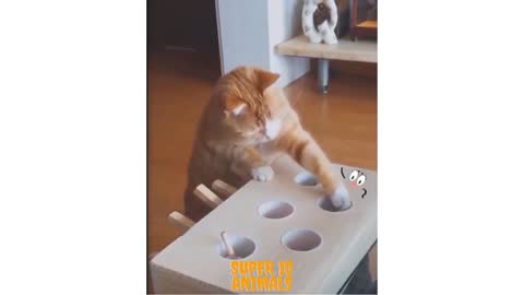 Cat playing with the tabletoy