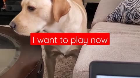 Dog Hates it When Disturbed During Sleeping #Shorts - Funny Dog Video