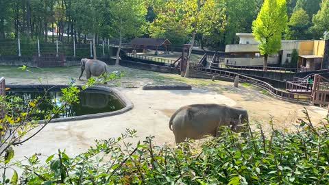 Elephant | dust bath