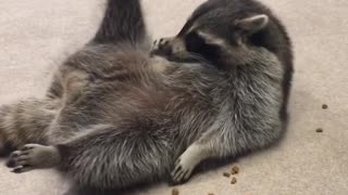 Is this the laziest raccoon in the world?