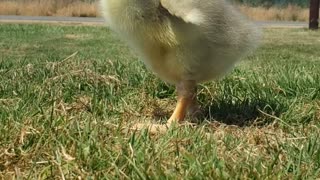 Stubby wing flap