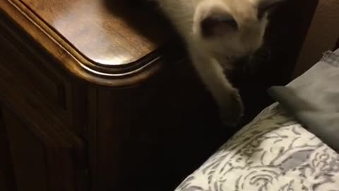 White kitten stuck bed dresser