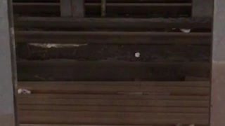 Rat mouse with food in mouse jumping between wood beams