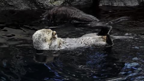 Ocean Otters Swimming