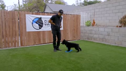 The fundamentals of dog training