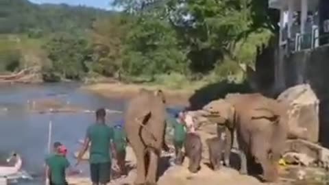 Angry Twin Elephants Terrorize Small Watering Hole