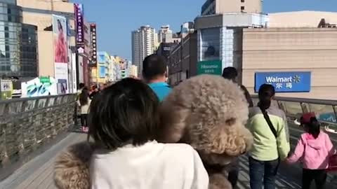 Dogs love to carrying .. Gigantic fluffy poodle dogs