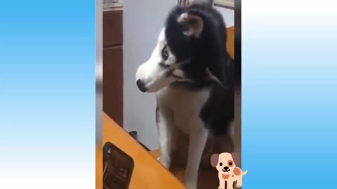 Very funny Dog🐕️/Dog lover can see