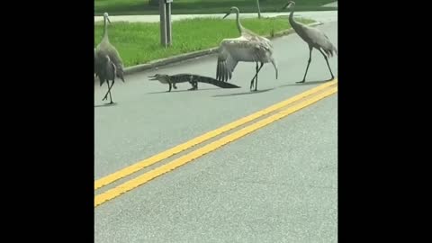 Pipehitter Cranes Versus Alligator