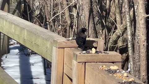 Redwing Black Birds singing