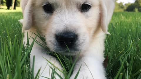 #Pets #DogLover #Bently&Sawyer #Puppy