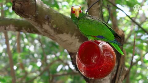Macaw in your habitat