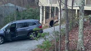 Bear Snatches Candy From Unlocked Car