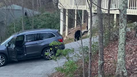 Bear Snatches Candy From Unlocked Car