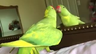 Silly parrot loves showing off in front of mirror .