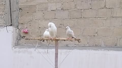 Today we placed our pigeons on the umbrella