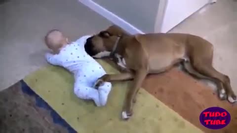 Dog sitters, funny videos of dogs and babies