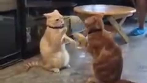 Really Hilarious Cats Battling