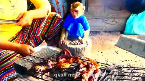 Monkey Ross and cat eating grill meat ducks with rice very delicious - Monkey Animals 012